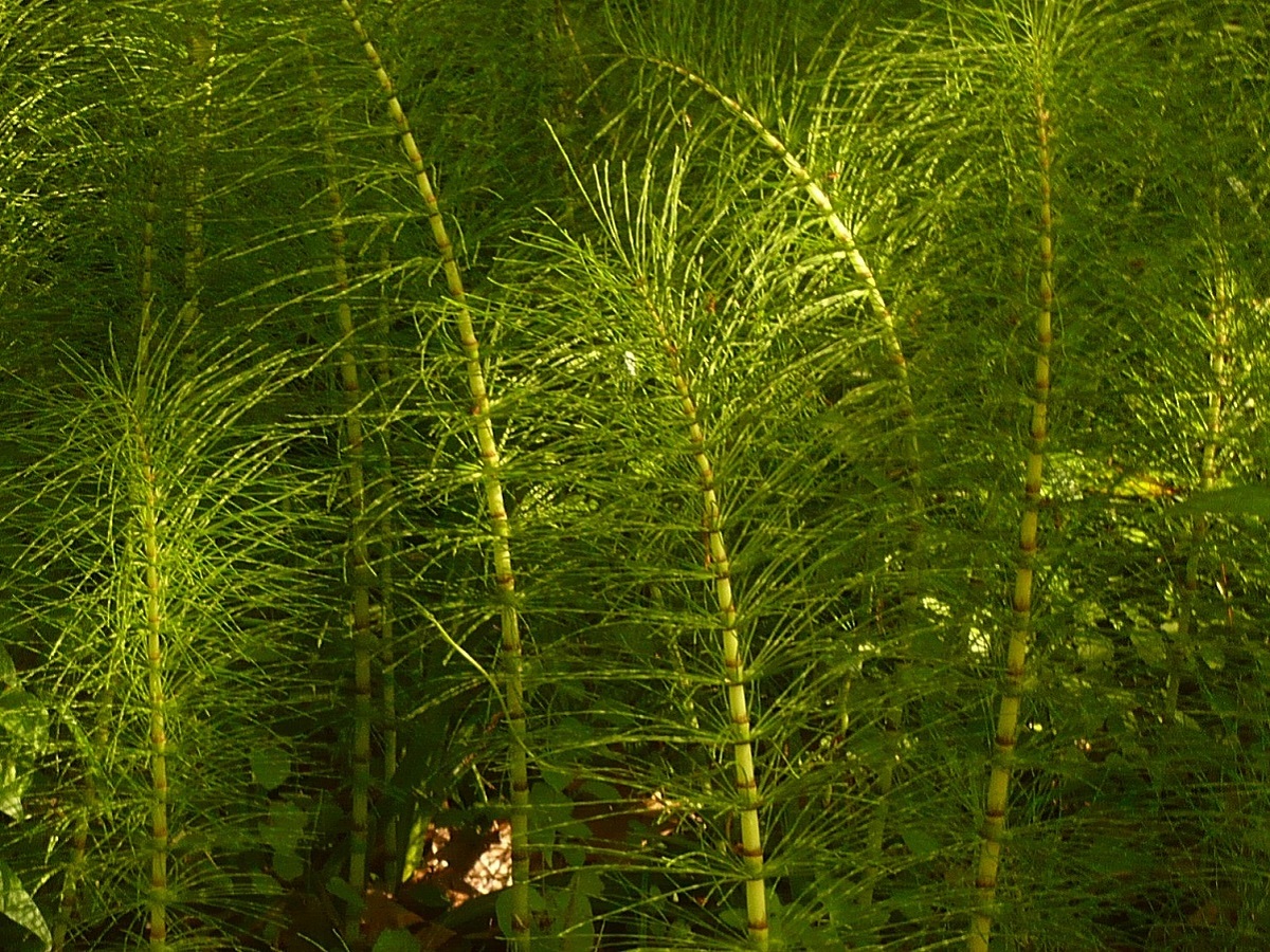 Equisetum telmateia subsp. telmateia (Equisetaceae)